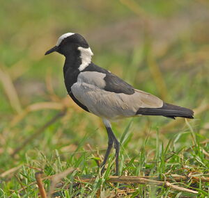 Blacksmith Lapwing