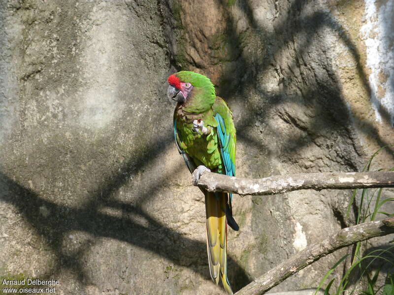 Military Macaw, identification