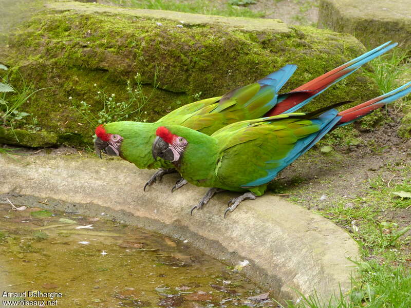 Military Macaw, pigmentation