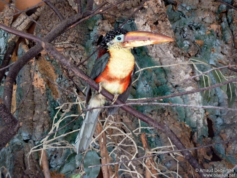 Curl-crested Aracari