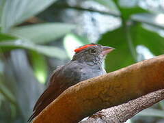 Grey Pileated Finch