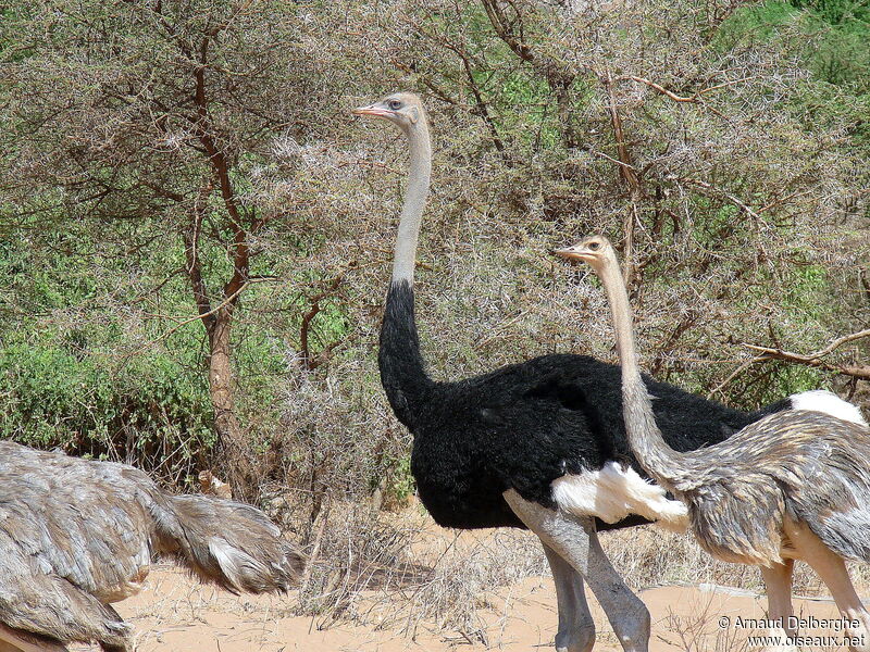 Somali Ostrich