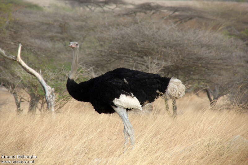 Somali Ostrich male adult, identification