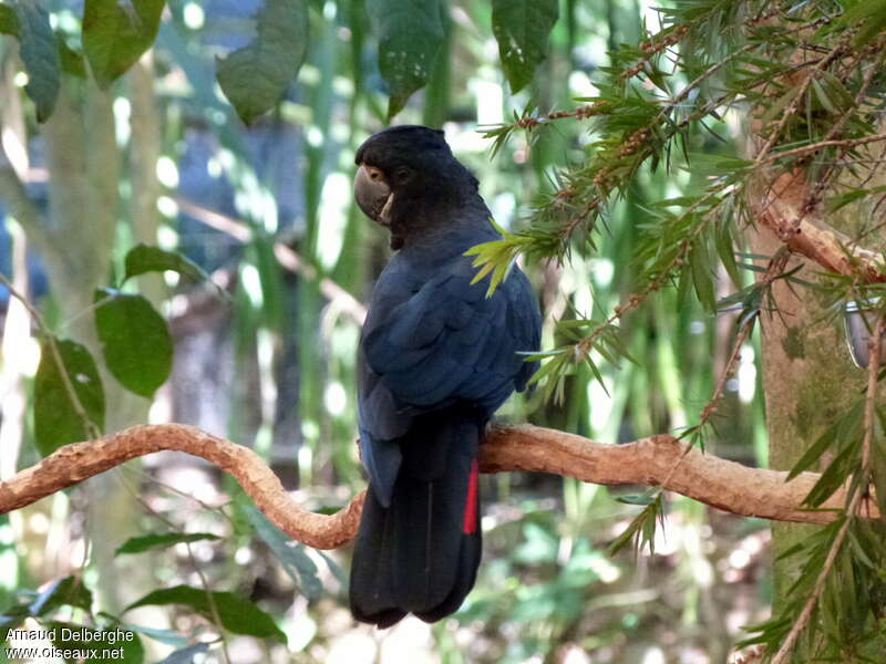 Red-tailed Black Cockatoo male adult, habitat