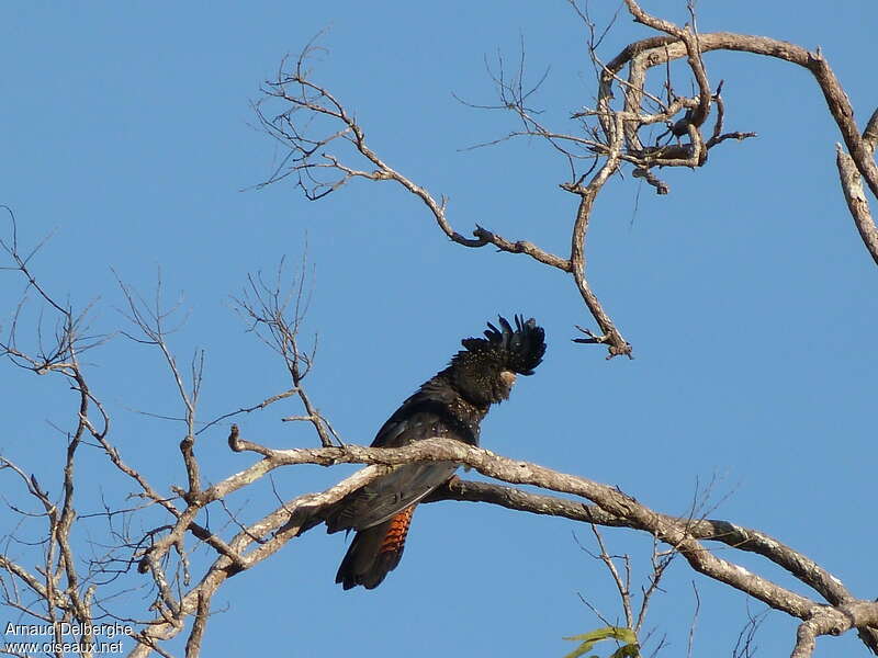 Red-tailed Black Cockatoo female adult, Behaviour