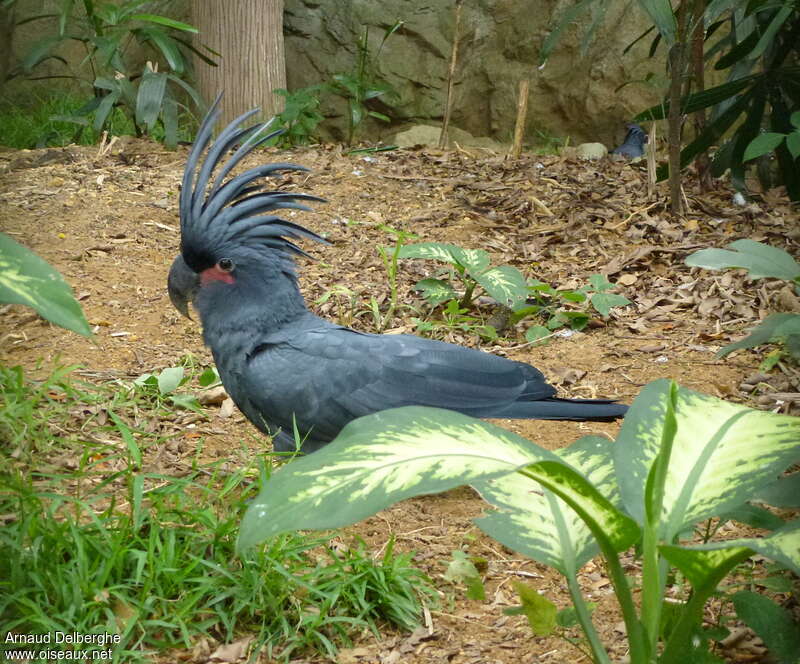 Palm Cockatoo female adult, identification
