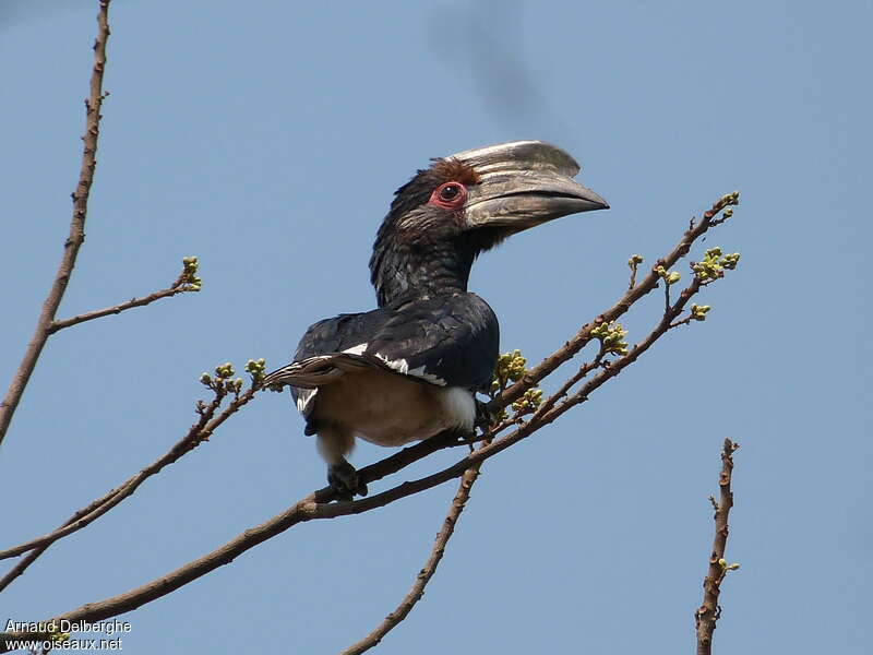 Trumpeter Hornbill male adult
