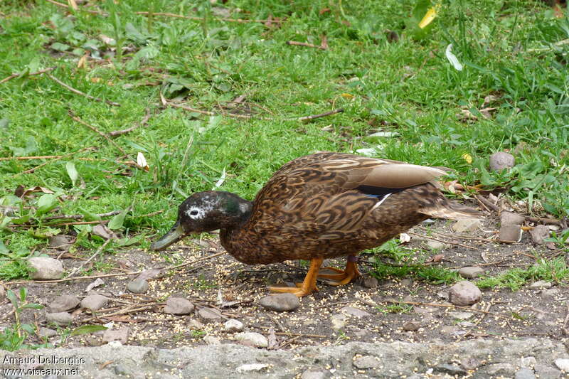 Laysan Duck, identification