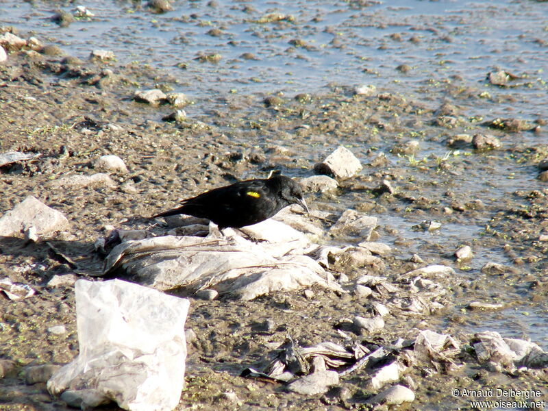 Yellow-winged Blackbird male