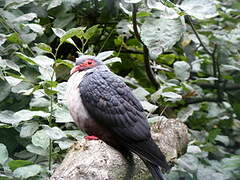 Papuan Mountain Pigeon