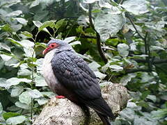 Papuan Mountain Pigeon
