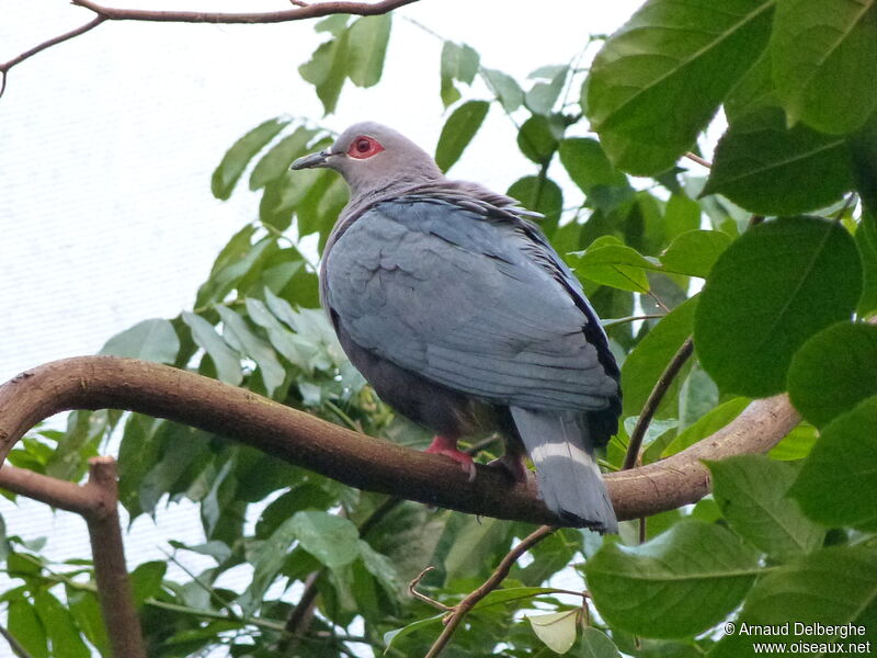 Pinon's Imperial Pigeon