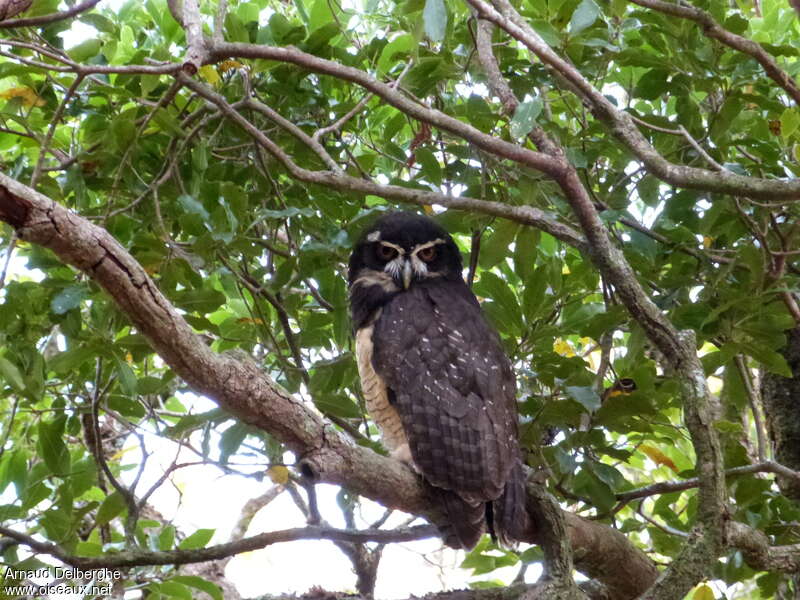 Spectacled Owladult, identification
