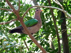 Pacific Emerald Dove