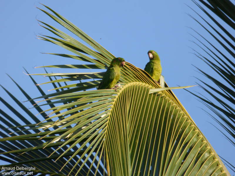 Pacific Parakeet, habitat, Behaviour