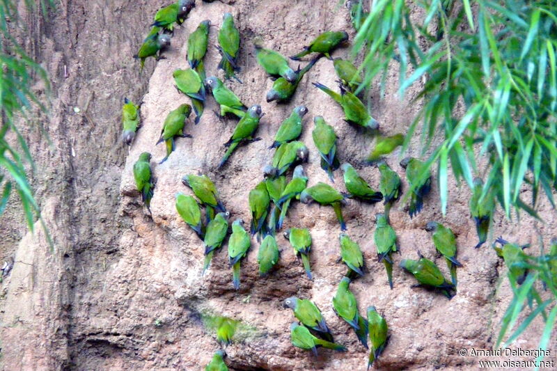 Dusky-headed Parakeet