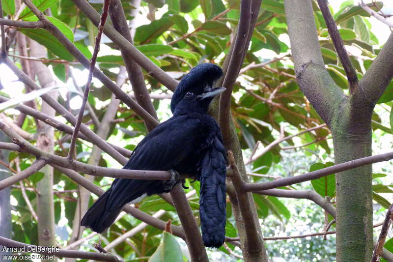 Long-wattled Umbrellabird male adult, identification