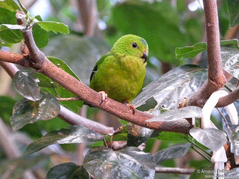 Blue-crowned Hanging Parrot female