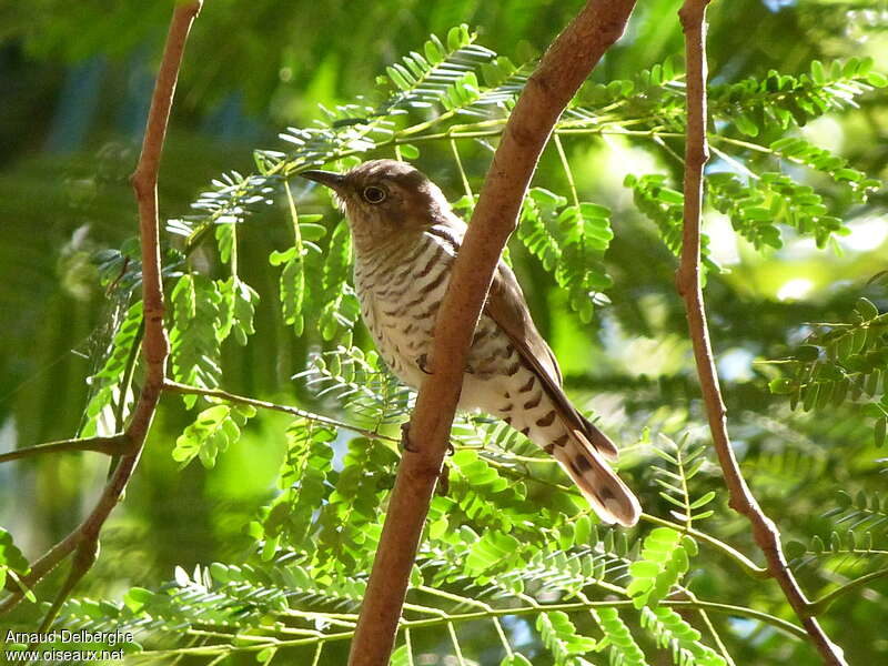 Little Bronze Cuckoo female adult, identification