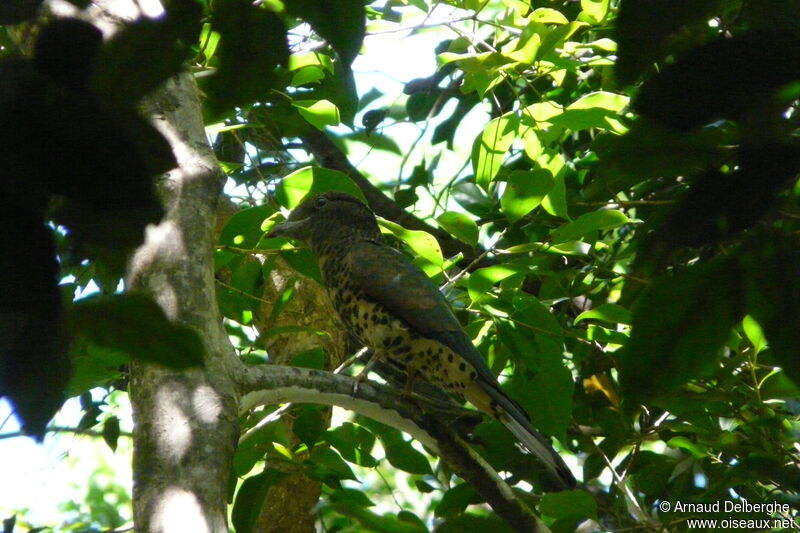 Cuckoo Roller female