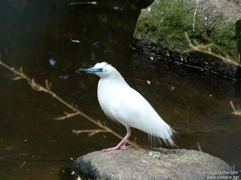 Malagasy Pond Heronadult breeding, identification