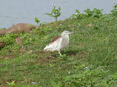 Indian Pond Heron