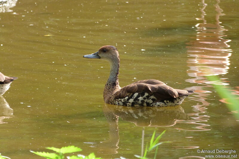West Indian Whistling Duck