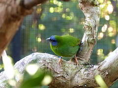 Blue-faced Parrotfinch