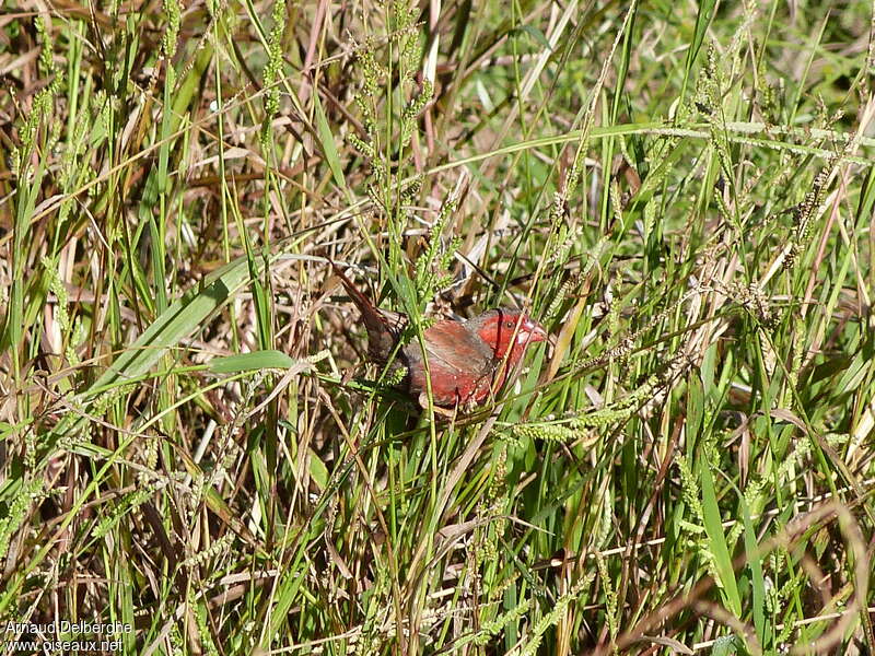Crimson Finch male adult, habitat