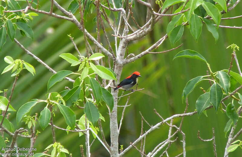 Scarlet-backed Flowerpecker male adult, habitat