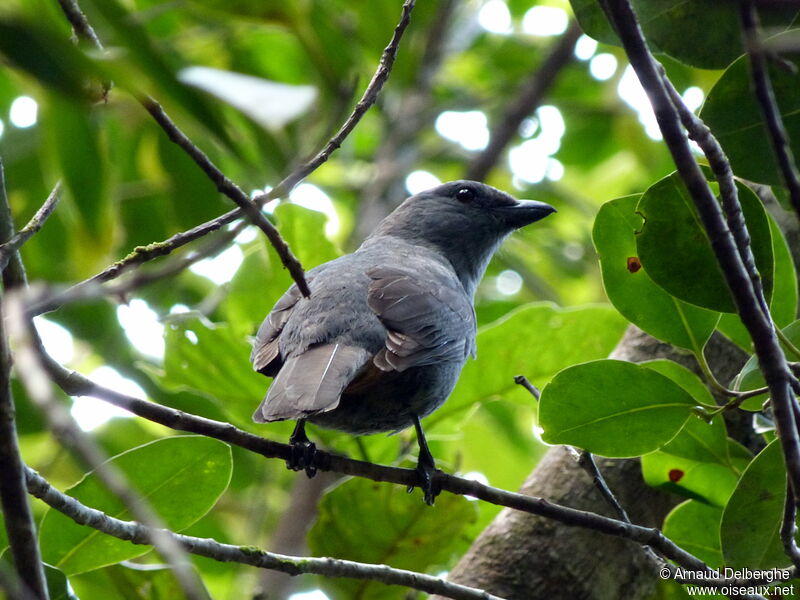 New Caledonian Cuckooshrike