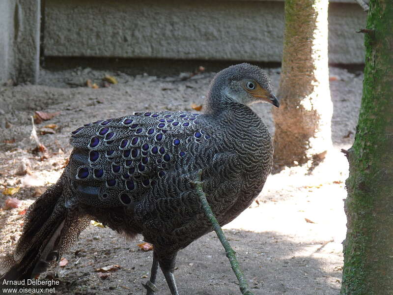 Grey Peacock-Pheasant, identification
