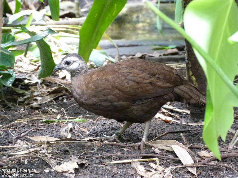 Palawan Peacock-Pheasant female adult, identification