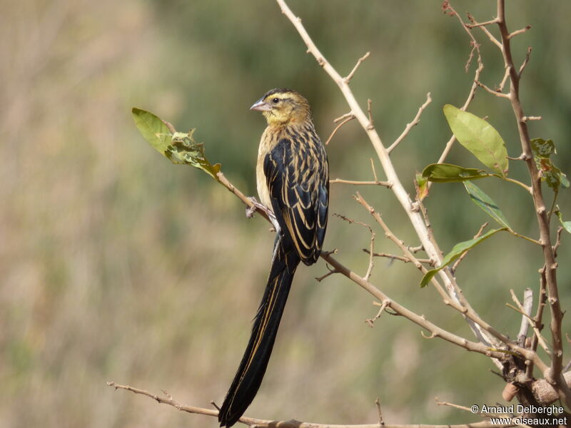 Red-collared Widowbird male adult post breeding, identification