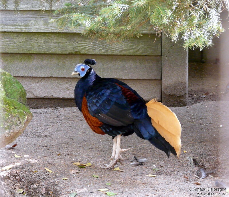 Crested Fireback male adult, identification