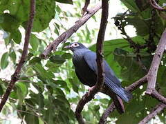Madagascar Blue Pigeon