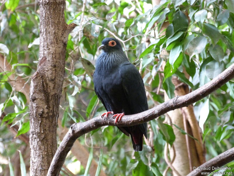 Madagascar Blue Pigeon