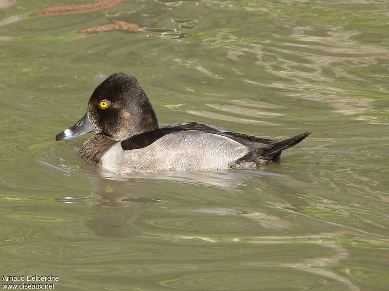 Ring-necked Duck male adult post breeding, identification