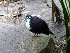 White-breasted Ground Dove