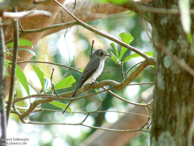 Asian Brown Flycatcher, habitat
