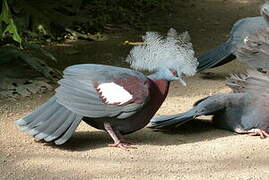 Scheepmaker's Crowned Pigeon