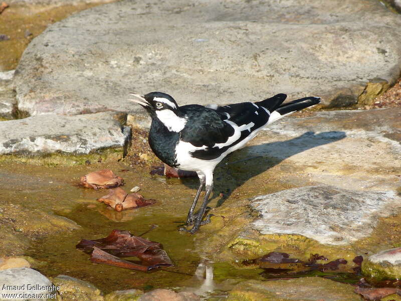 Magpie-lark male adult, drinks