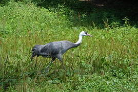 Hooded Crane