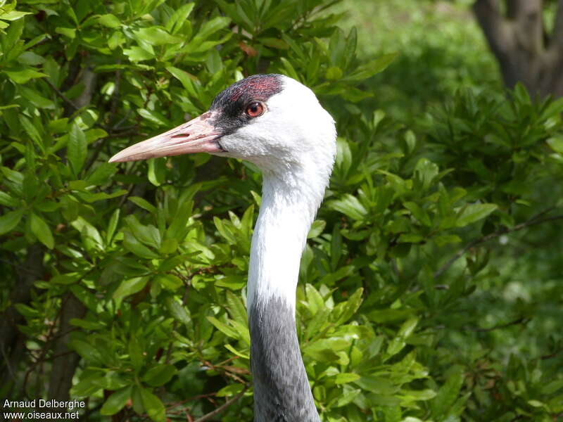 Hooded Crane, close-up portrait