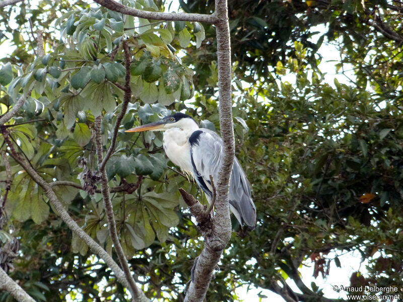 Cocoi Heron