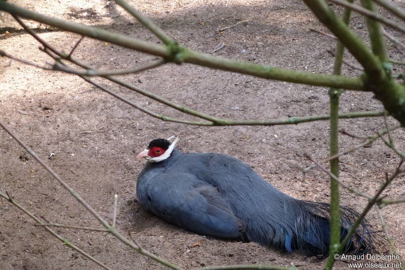 Blue Eared Pheasant