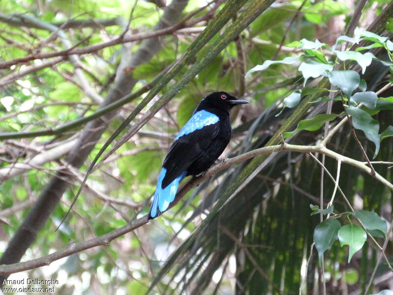 Asian Fairy-bluebird male adult, identification