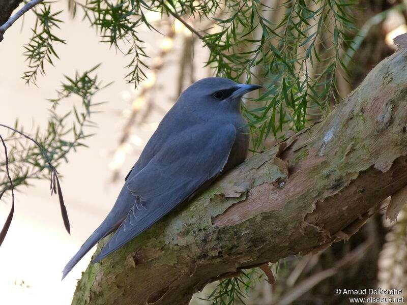 White-browed Woodswallow