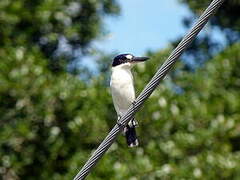 Forest Kingfisher