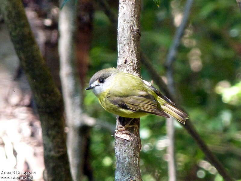 Pale-yellow Robinadult, identification